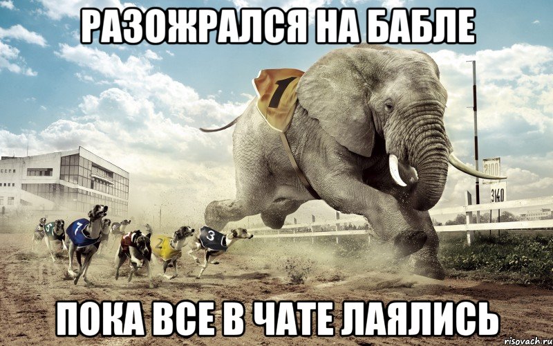 разожрался на бабле пока все в чате лаялись, Мем Слон