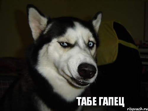 Табе гапец, Комикс  Собака подозревака
