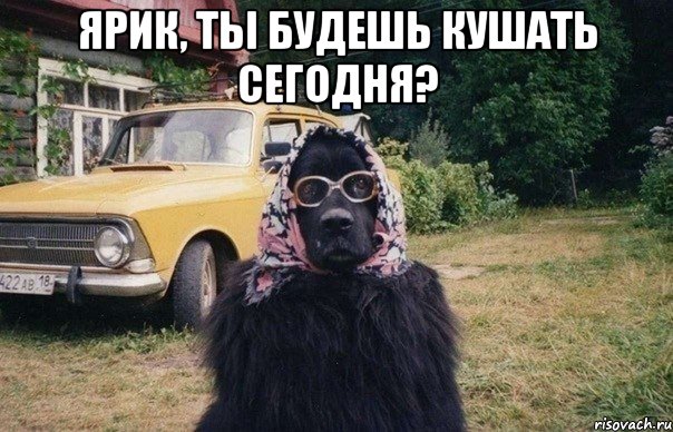 ярик, ты будешь кушать сегодня? , Мем собака