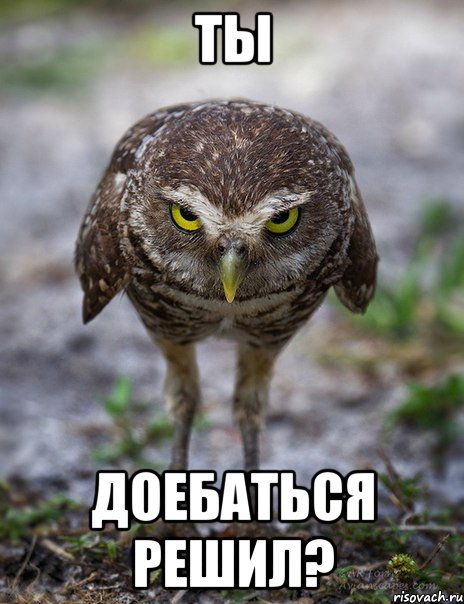 ты доебаться решил?, Мем сова на полном серьезе