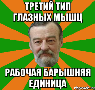 третий тип глазных мышц рабочая барышняя единица