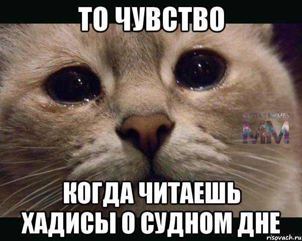 то чувство когда читаешь хадисы о судном дне