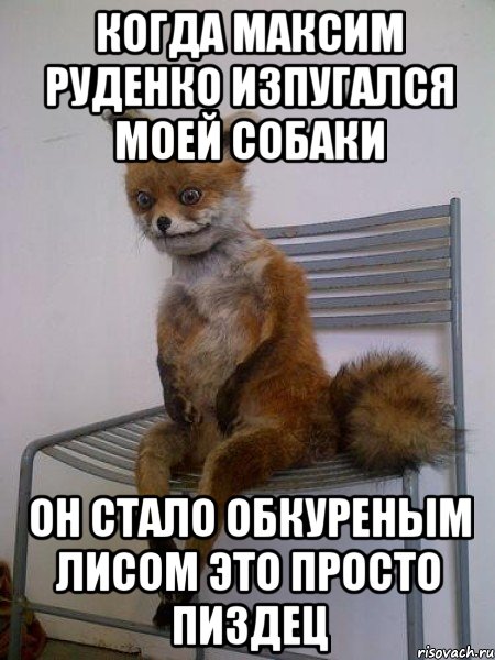 когда максим руденко изпугался моей собаки он стало обкуреным лисом это просто пиздец, Мем Упоротая лиса