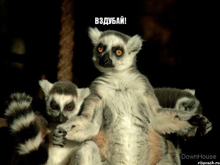 Вздубай!