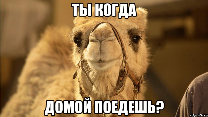 ты когда домой поедешь?