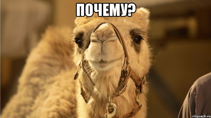 почему? 