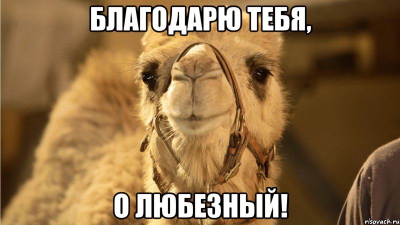 благодарю тебя, о любезный!