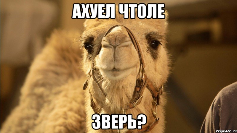 ахуел чтоле зверь?