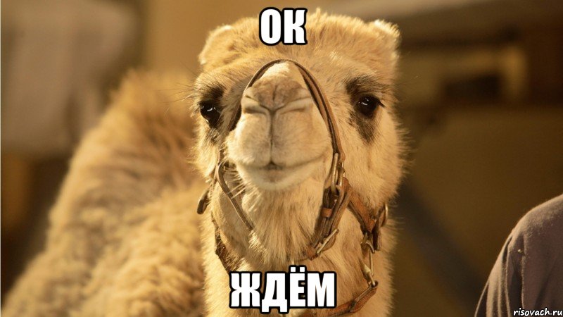 ок ждём