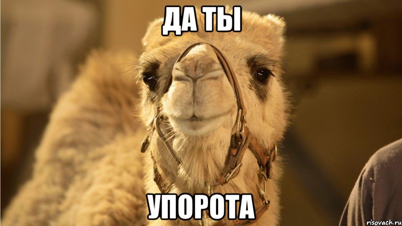 да ты упорота