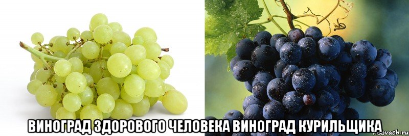  виноград здорового человека виноград курильщика