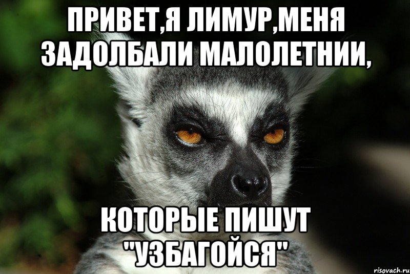 привет,я лимур,меня задолбали малолетнии, которые пишут "узбагойся", Мем   Я збагоен