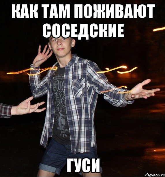 как там поживают соседские гуси