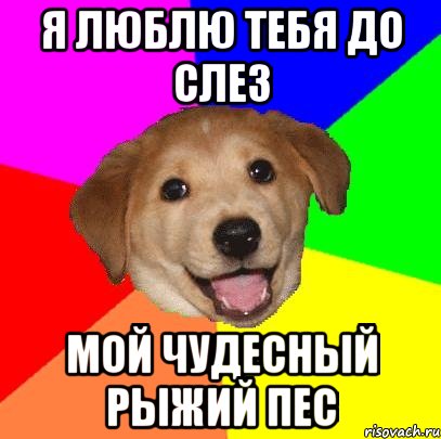 я люблю тебя до слез мой чудесный рыжий пес, Мем Advice Dog