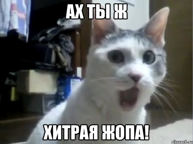ах ты ж хитрая жопа!