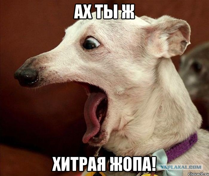 ах ты ж хитрая жопа!