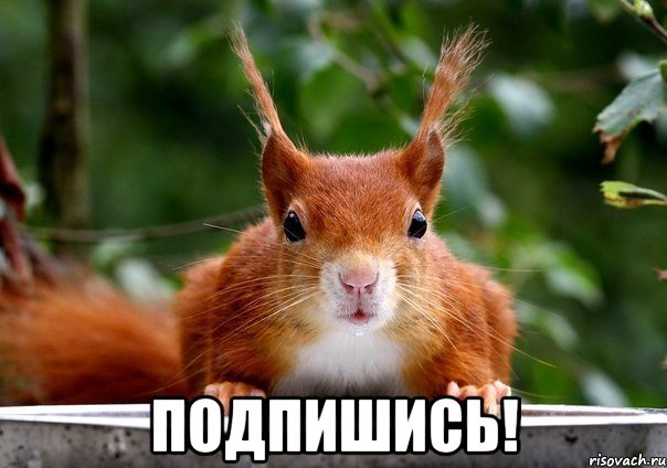  подпишись!
