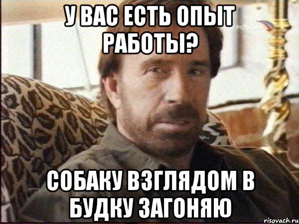 у вас есть опыт работы? собаку взглядом в будку загоняю, Мем чак норрис