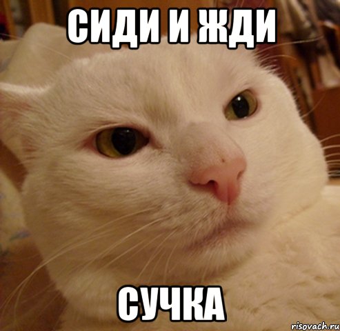 сиди и жди сучка
