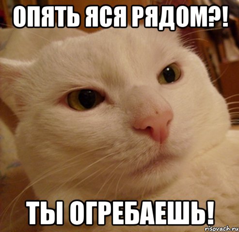 опять яся рядом?! ты огребаешь!