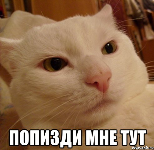  попизди мне тут