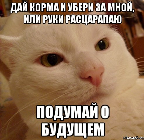 дай корма и убери за мной, или руки расцарапаю подумай о будущем