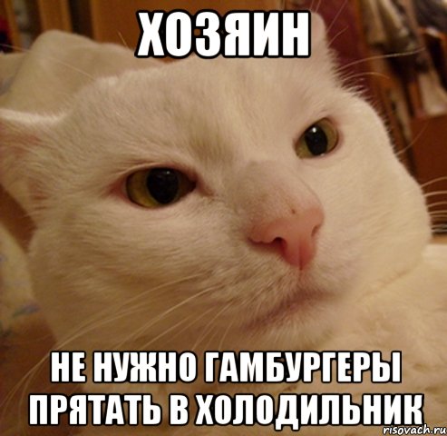 хозяин не нужно гамбургеры прятать в холодильник