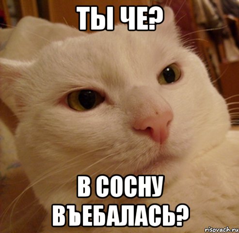 ты че? в сосну въебалась?