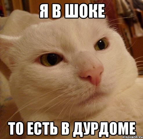 я в шоке то есть в дурдоме