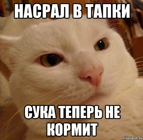 насрал в тапки сука теперь не кормит