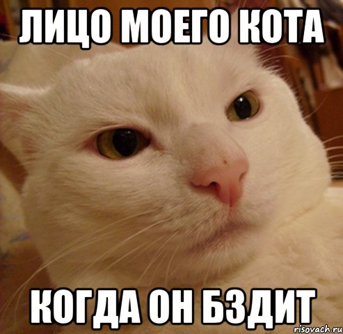 лицо моего кота когда он бздит