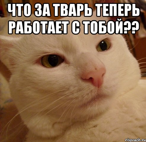 что за тварь теперь работает с тобой?? 