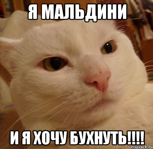 я мальдини и я хочу бухнуть!!!