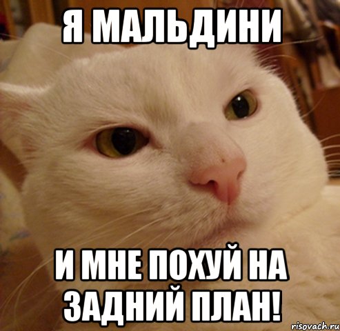 я мальдини и мне похуй на задний план!