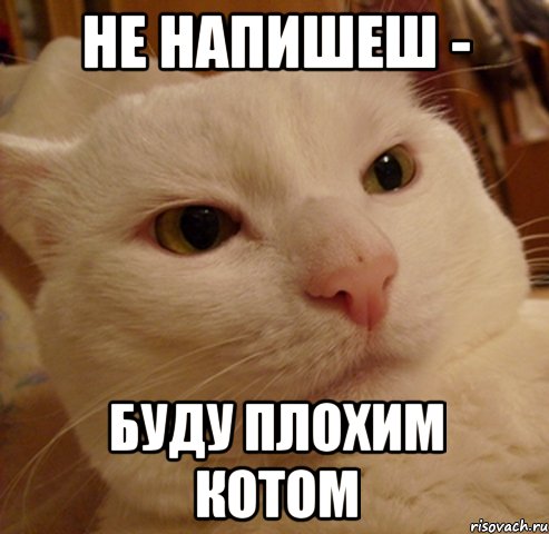 не напишеш - буду плохим котом