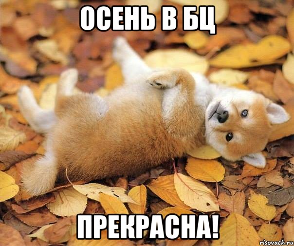 осень в бц прекрасна!, Мем Доброе утро Пора вставать из под