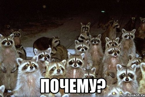  почему?, Мем Еноты они повсюду