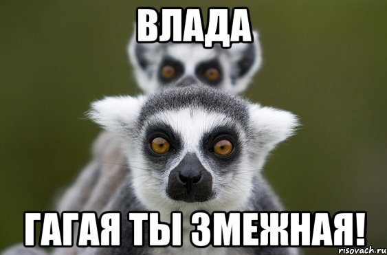влада гагая ты змежная!