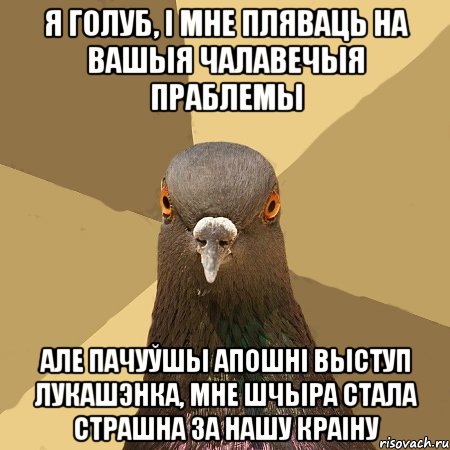 я голуб, і мне пляваць на вашыя чалавечыя праблемы але пачуўшы апошні выступ лукашэнка, мне шчыра стала страшна за нашу краіну, Мем голубь