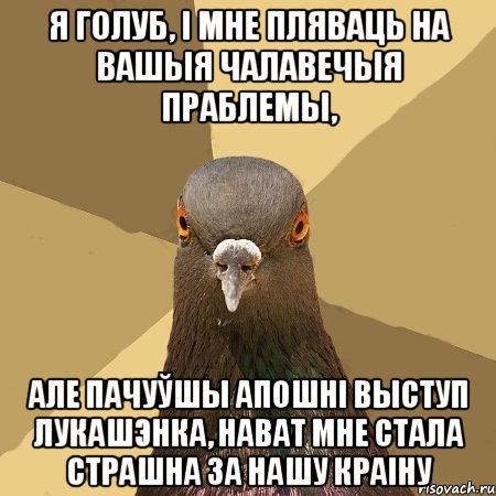 я голуб, і мне пляваць на вашыя чалавечыя праблемы, але пачуўшы апошні выступ лукашэнка, нават мне стала страшна за нашу краіну, Мем голубь