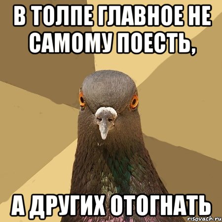 в толпе главное не самому поесть, а других отогнать, Мем голубь