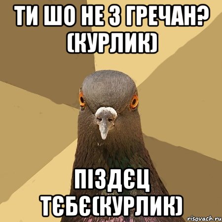 ти шо не з гречан? (курлик) піздєц тєбє(курлик), Мем голубь