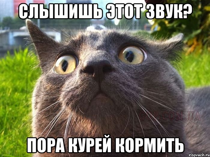 слышишь этот звук? пора курей кормить