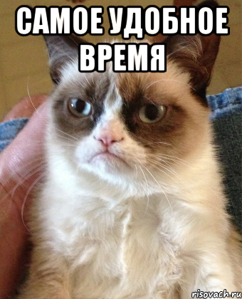 самое удобное время , Мем Grumpy Cat small