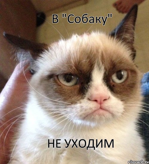 В "Собаку" НЕ УХОДИМ, Мем Грустный (сварливый) кот