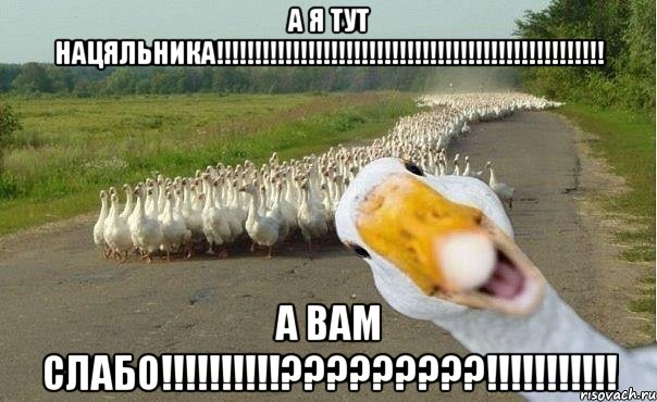 а я тут нацяльника!!! а вам слабо!!!???!!!, Мем гуси