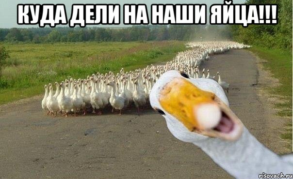 куда дели на наши яйца!!! , Мем гуси