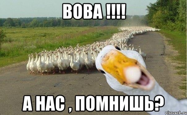 вова !!! а нас , помнишь?, Мем гуси