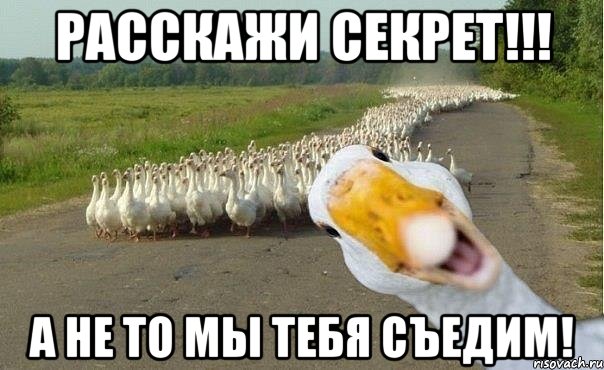 расскажи секрет!!! а не то мы тебя съедим!, Мем гуси