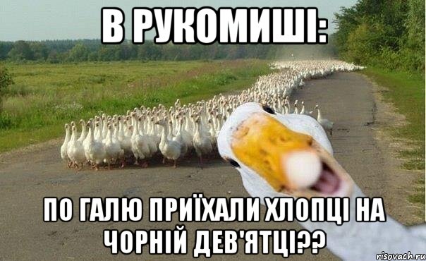 в рукомиші: по галю приїхали хлопці на чорній дев'ятці??, Мем гуси